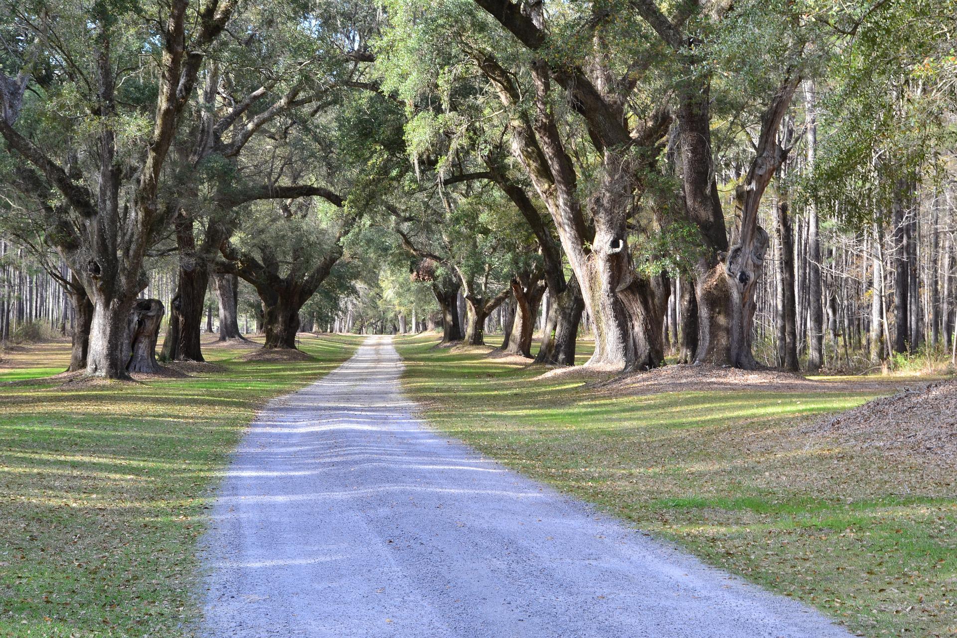 Take the Ford and Discover Nature: 3 State Parks Near Moncks Corner, SC